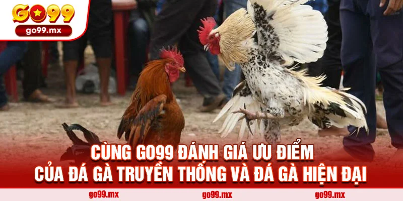 Cùng Go99 đánh giá ưu điểm của đá gà truyền thống và đá gà hiện đại 